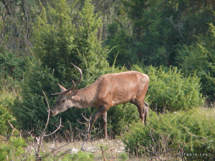 PASSIONE PER IL CERVO